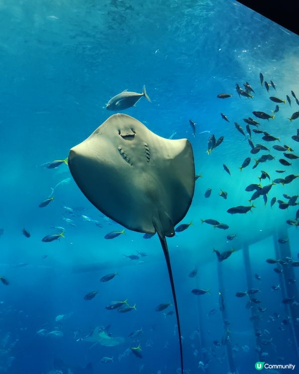 美麗海水族館
