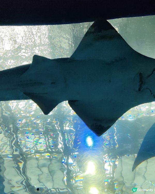 美麗海水族館
