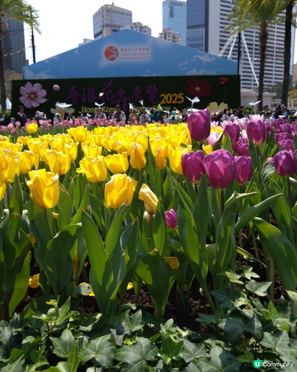 2025年維園花展