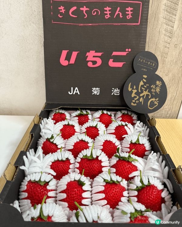 日本•糖蜜菊池