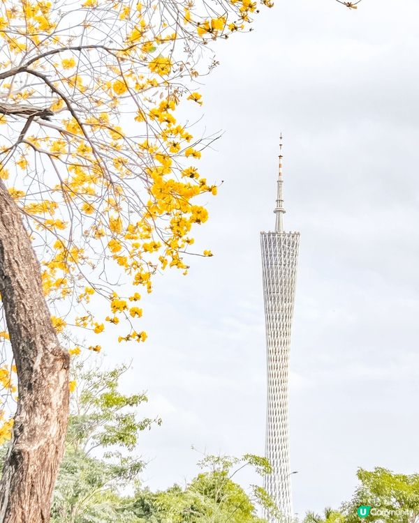 踏入黃花風鈴木的季節，隨手拍下廣州塔的美景