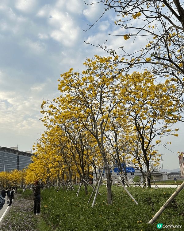 國泰城既黃花風鈴木宜家盛開啦～