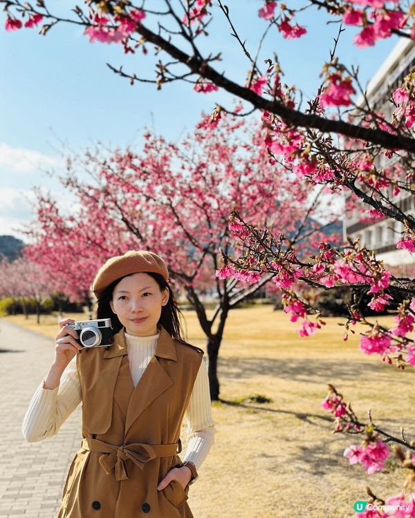 又到左櫻花盛開的季節...雖然櫻花未滿開, 但都幾驚喜! 本...
