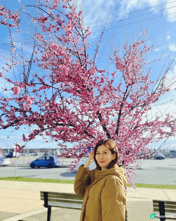 溫哥華櫻花都開始出緊嚟啦
