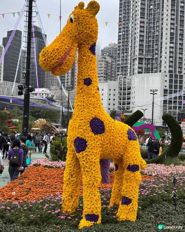 最近花展影嘅靚相