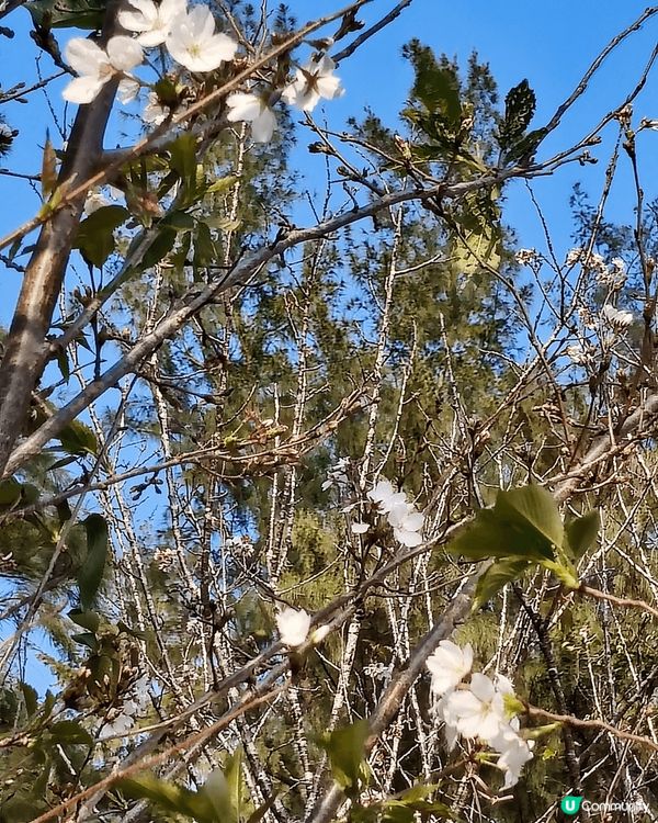 睇櫻花🌸唔一定要去日本嘅，去大埔海濱公園都有。近工業村最盡頭...