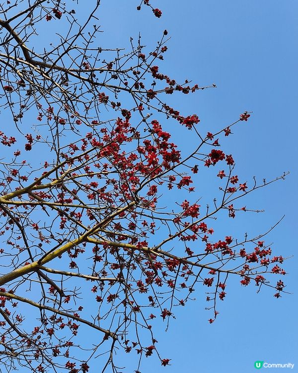 睇櫻花🌸唔一定要去日本嘅，去大埔海濱公園都有。近工業村最盡頭...