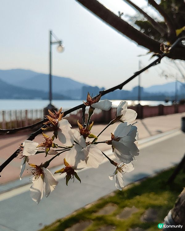 睇櫻花🌸唔一定要去日本嘅，去大埔海濱公園都有。近工業村最盡頭...