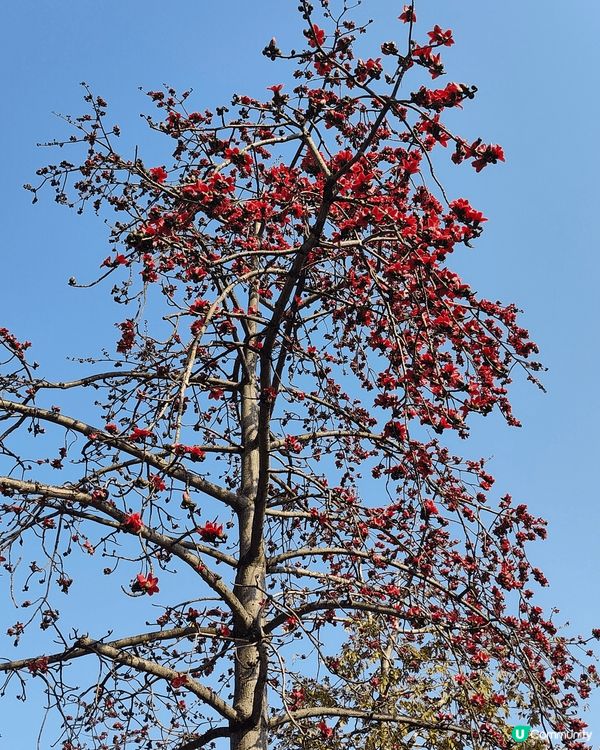 睇櫻花🌸唔一定要去日本嘅，去大埔海濱公園都有。近工業村最盡頭...