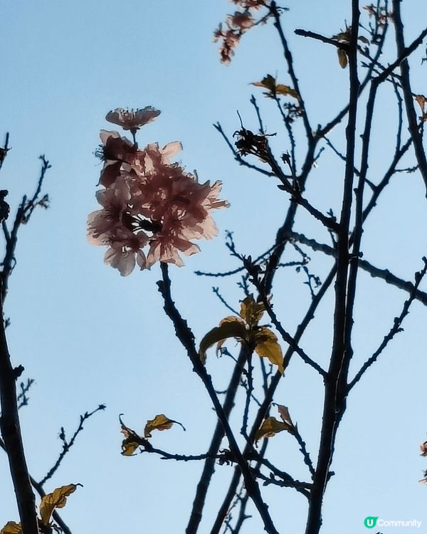 睇櫻花🌸唔一定要去日本嘅，去大埔海濱公園都有。近工業村最盡頭...