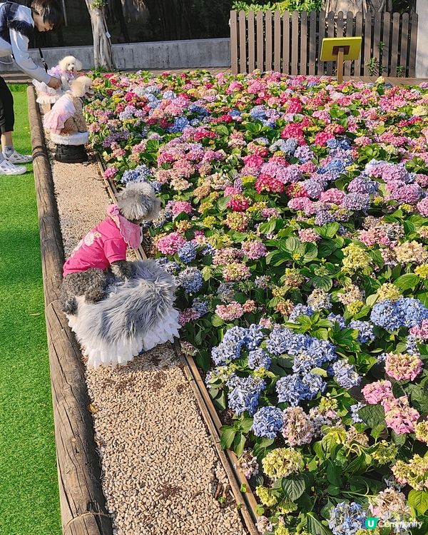 睇櫻花🌸唔一定要去日本嘅，去大埔海濱公園都有。近工業村最盡頭...