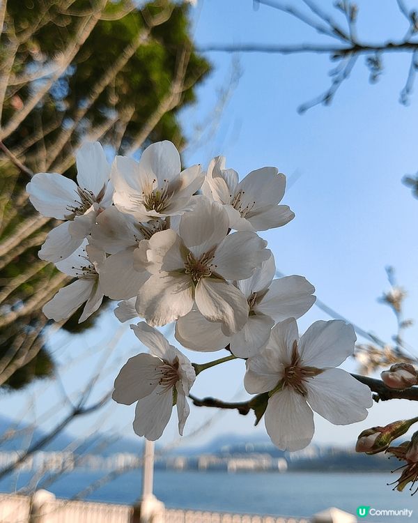 睇櫻花🌸唔一定要去日本嘅，去大埔海濱公園都有。近工業村最盡頭...