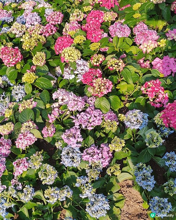 睇櫻花🌸唔一定要去日本嘅，去大埔海濱公園都有。近工業村最盡頭...