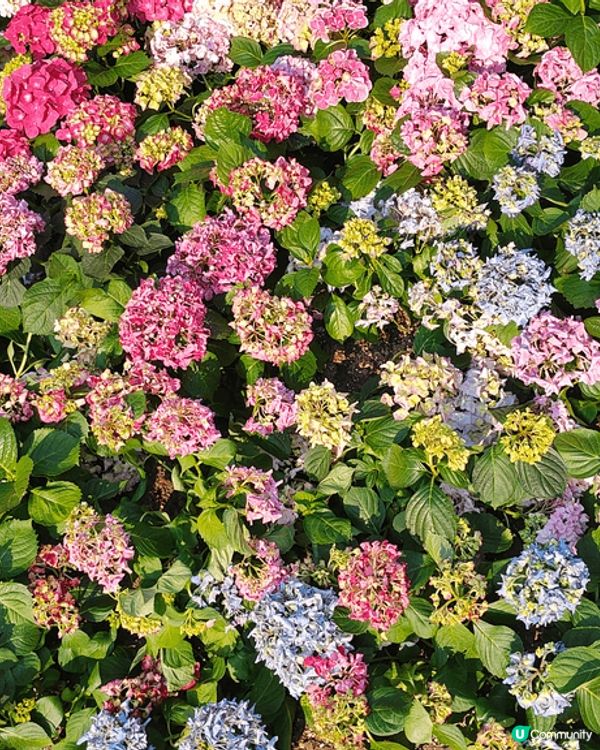 睇櫻花🌸唔一定要去日本嘅，去大埔海濱公園都有。近工業村最盡頭...