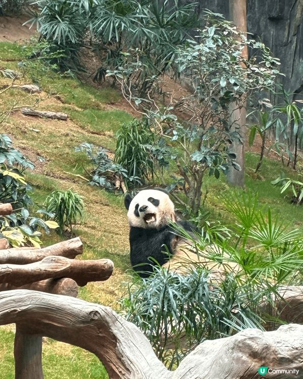 去左海洋公園睇熊貓