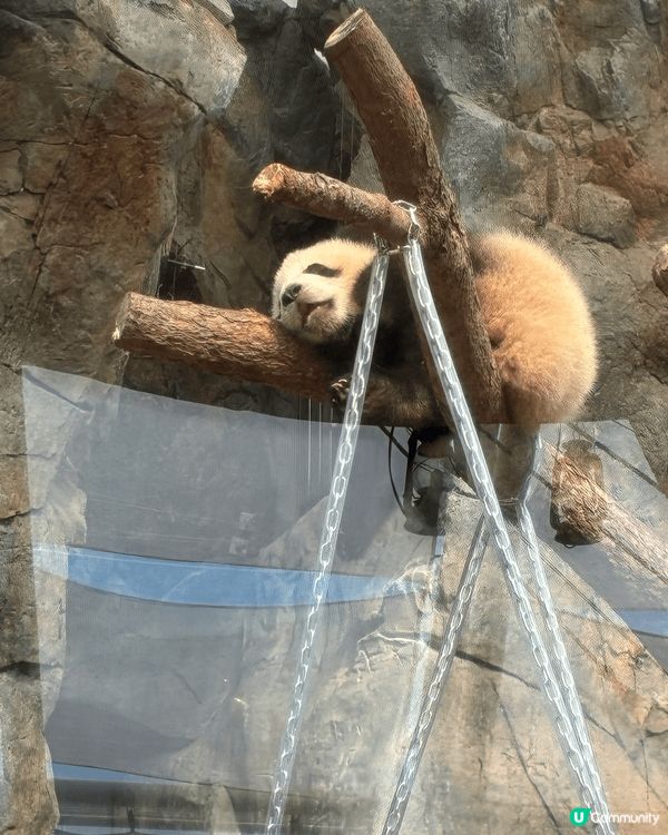 去左海洋公園睇熊貓