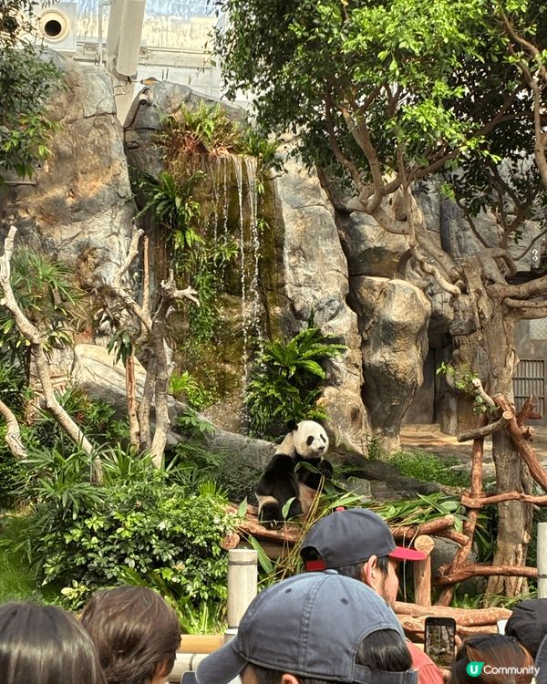 去左海洋公園睇熊貓