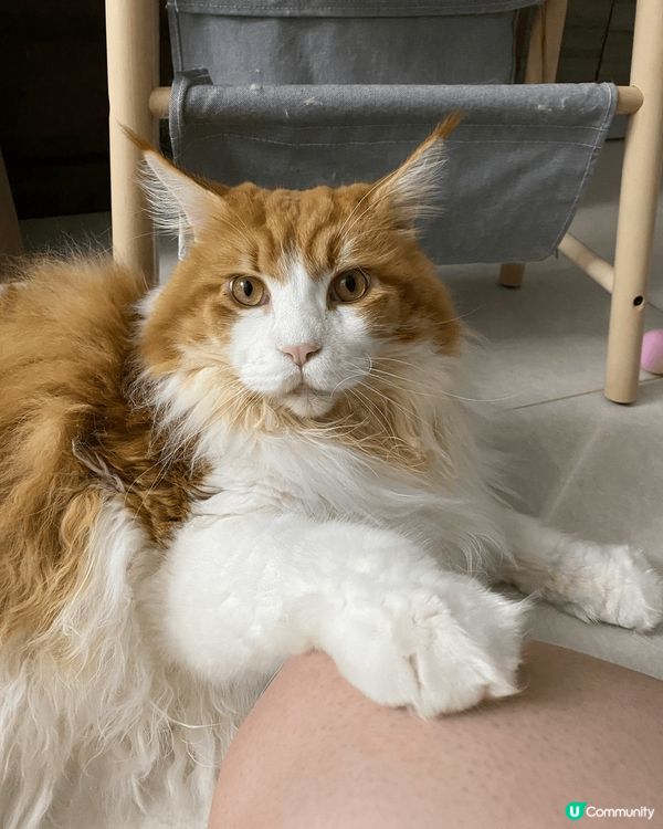 今日食左一間好地道嘅泰國餐