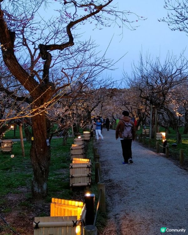 水戶偕樂園🌸  賞梅好去處！