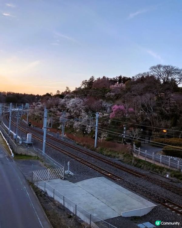 水戶偕樂園🌸  賞梅好去處！