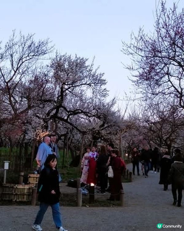 水戶偕樂園🌸  賞梅好去處！