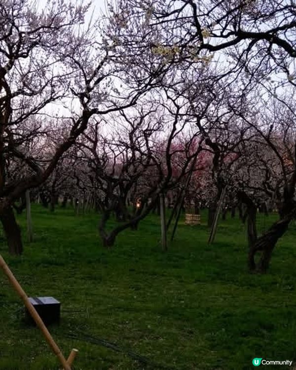 水戶偕樂園🌸  賞梅好去處！