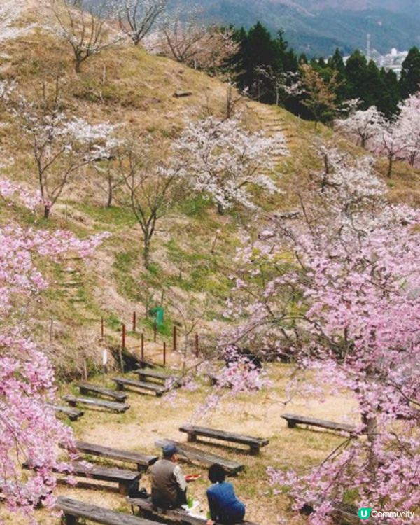 登山賞櫻🌸體會仙女之羽衣既震撼 VS 櫻華園🌸以種類取勝