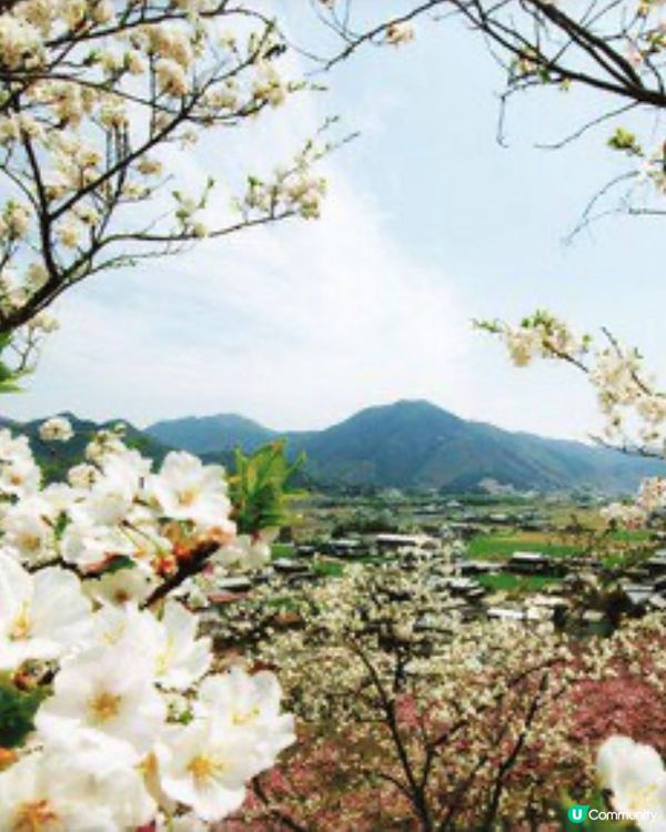 登山賞櫻🌸體會仙女之羽衣既震撼 VS 櫻華園🌸以種類取勝