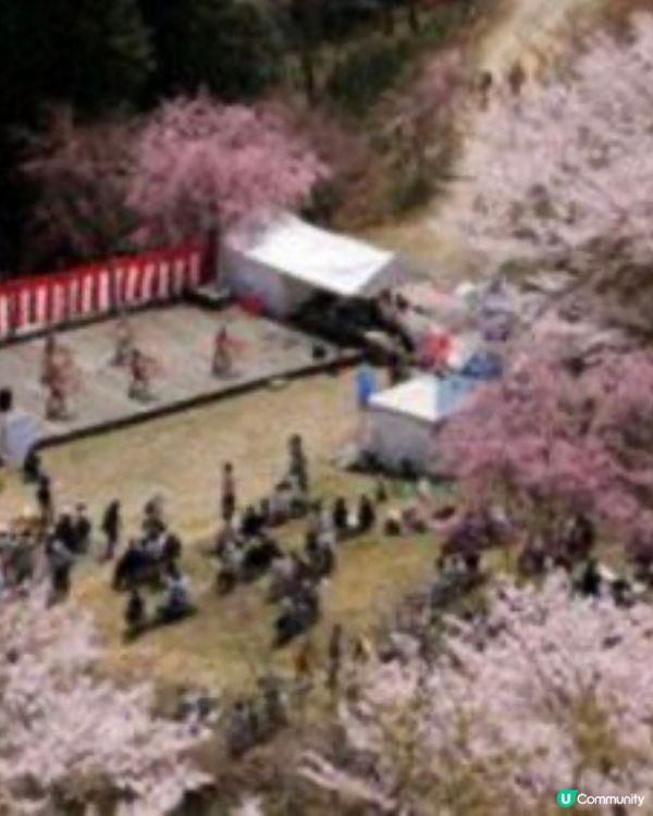 登山賞櫻🌸體會仙女之羽衣既震撼 VS 櫻華園🌸以種類取勝