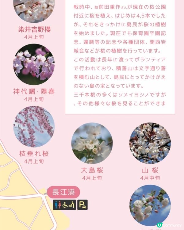 登山賞櫻🌸體會仙女之羽衣既震撼 VS 櫻華園🌸以種類取勝