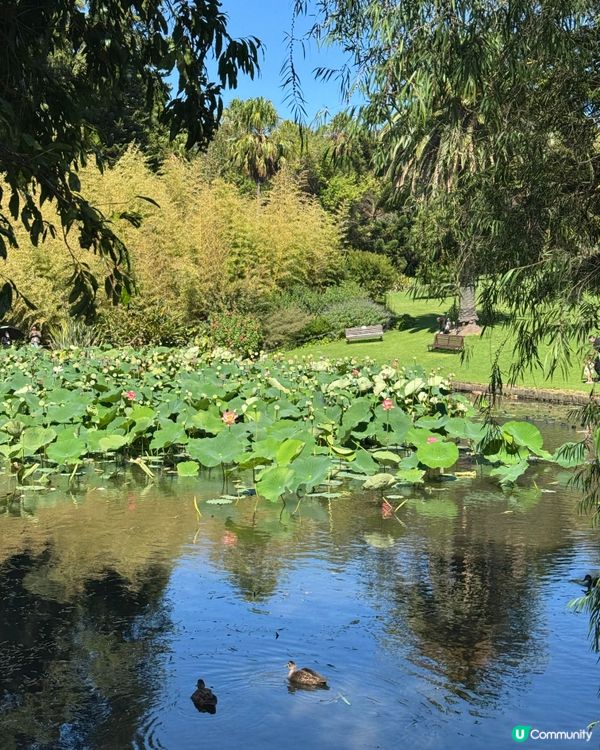 墨爾本每逢三月就有美酒美食節‼️