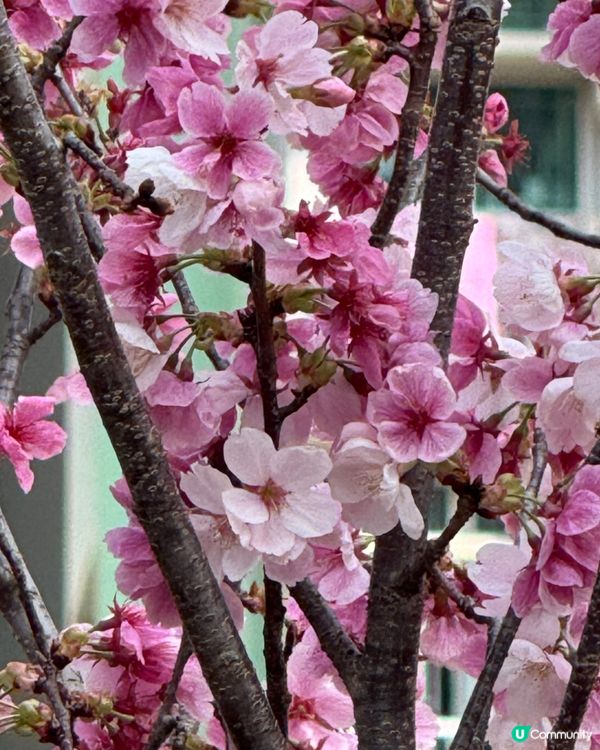 寫意生活在啟德