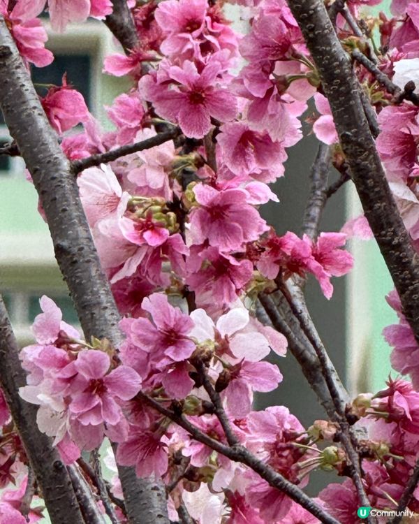 寫意生活在啟德