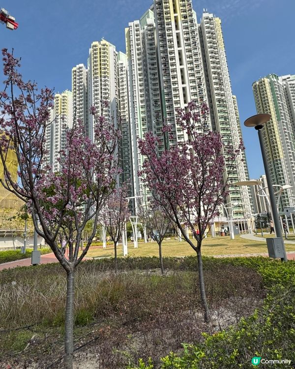 寫意生活在啟德