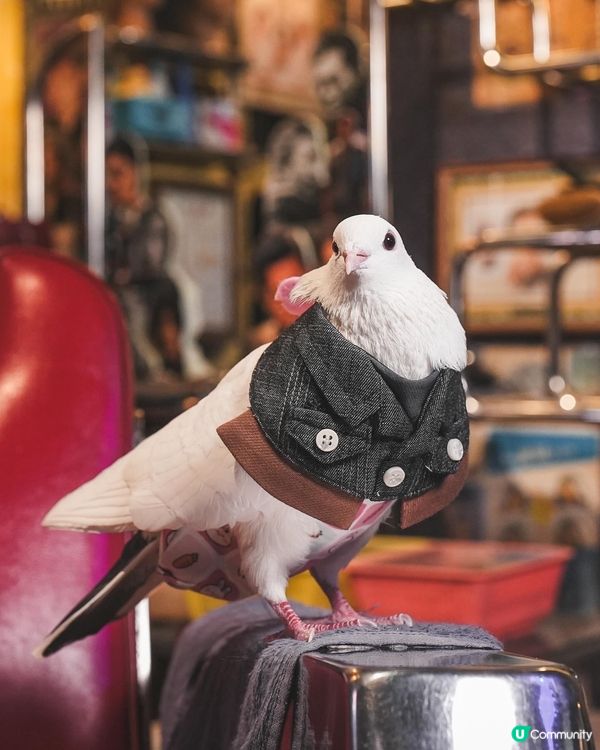 Momoji Pets x 九龍城寨之圍城寵物圍兜