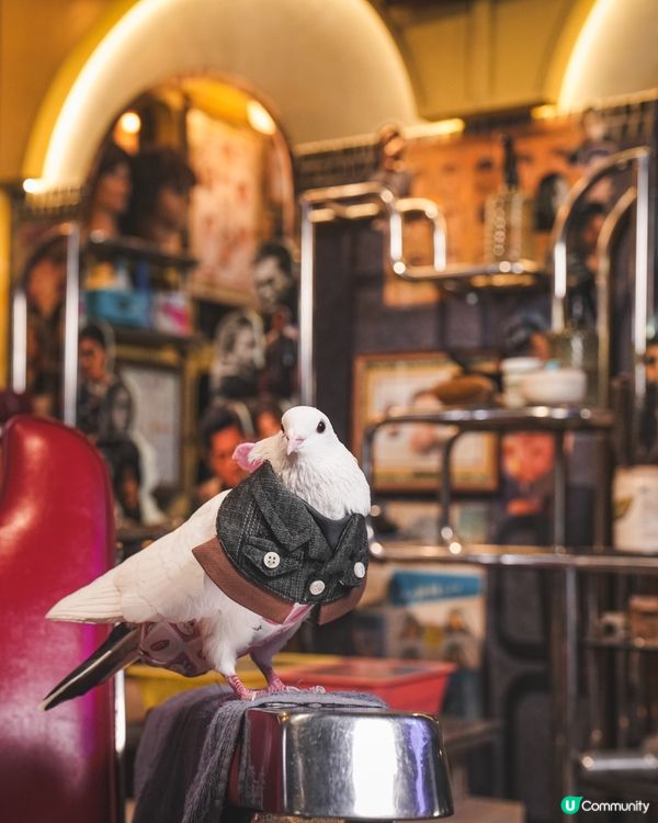 Momoji Pets x 九龍城寨之圍城寵物圍兜