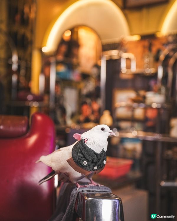 Momoji Pets x 九龍城寨之圍城寵物圍兜