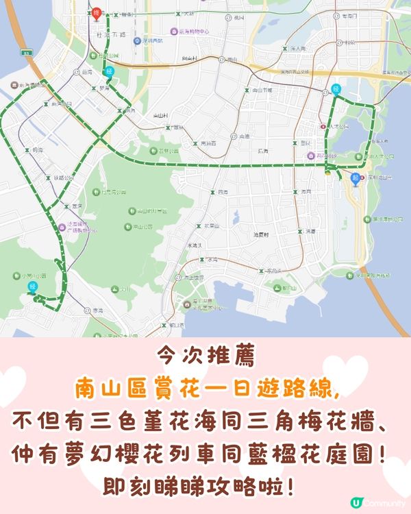 深圳南山區賞花一日遊路線🌸三色堇花海/夢幻櫻花列車/藍花庭園🚗附交通資訊
