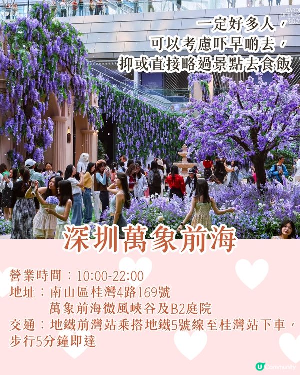 深圳南山區賞花一日遊路線🌸三色堇花海/夢幻櫻花列車/藍花庭園🚗附交通資訊