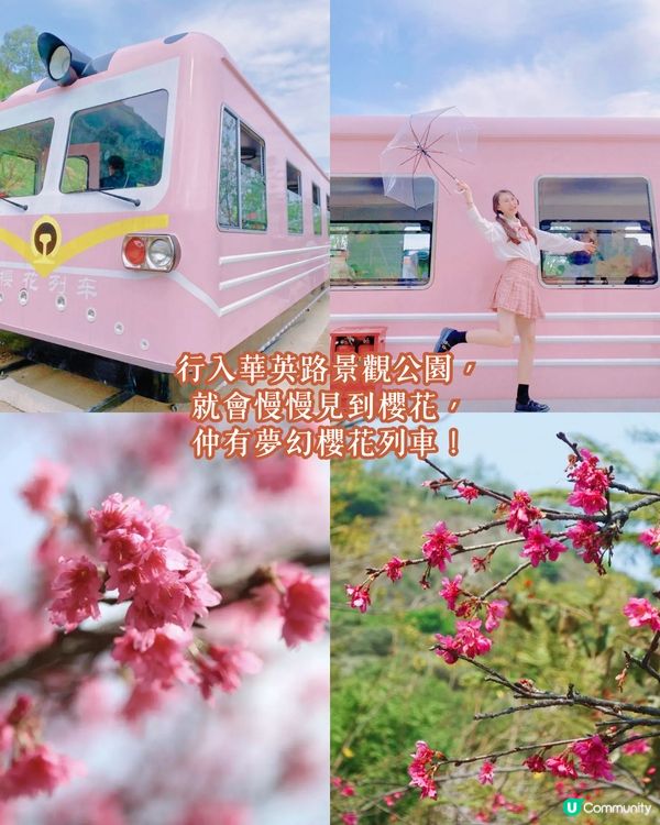 深圳南山區賞花一日遊路線🌸三色堇花海/夢幻櫻花列車/藍花庭園🚗附交通資訊