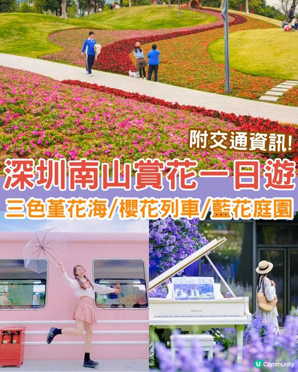 深圳南山區賞花一日遊路線🌸三色堇花海/夢幻櫻花列車/藍花庭園🚗附交通資訊
