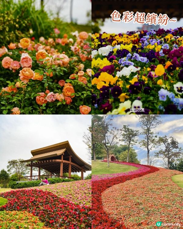 深圳南山區賞花一日遊路線🌸三色堇花海/夢幻櫻花列車/藍花庭園🚗附交通資訊