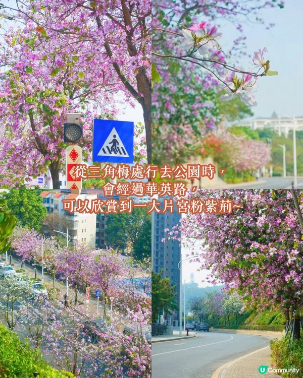 深圳南山區賞花一日遊路線🌸三色堇花海/夢幻櫻花列車/藍花庭園🚗附交通資訊