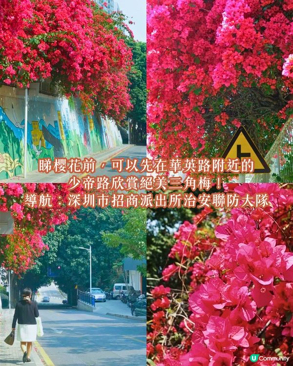 深圳南山區賞花一日遊路線🌸三色堇花海/夢幻櫻花列車/藍花庭園🚗附交通資訊