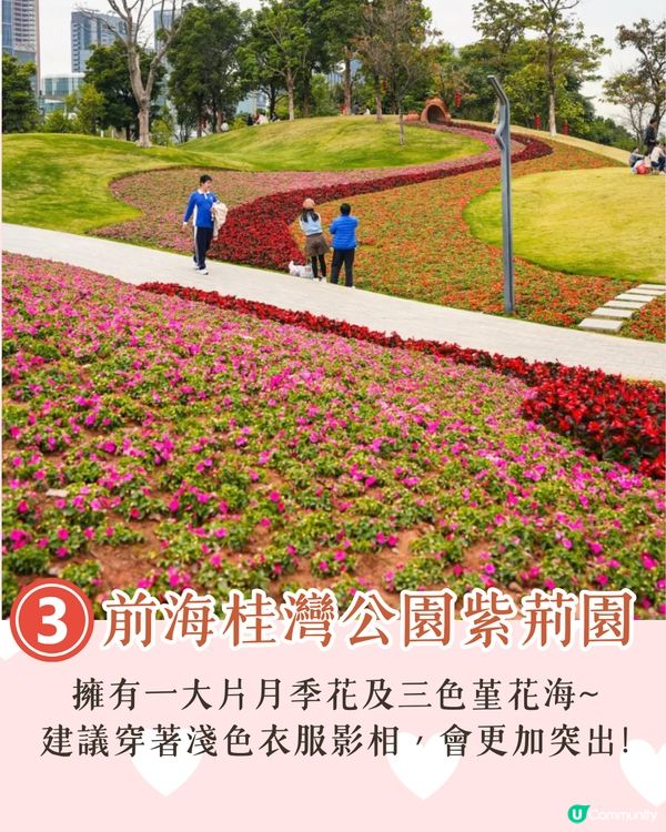 深圳南山區賞花一日遊路線🌸三色堇花海/夢幻櫻花列車/藍花庭園🚗附交通資訊