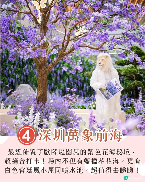 深圳南山區賞花一日遊路線🌸三色堇花海/夢幻櫻花列車/藍花庭園🚗附交通資訊