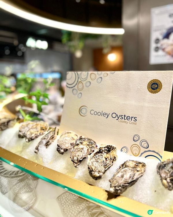 Cooley Oysters 