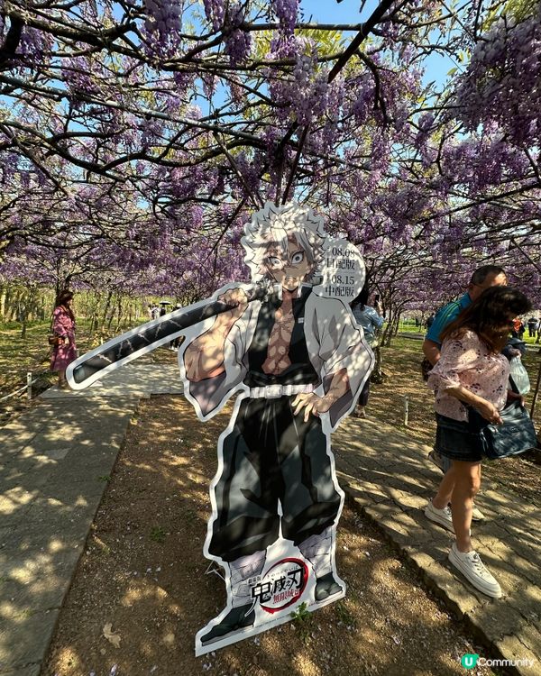 期間限定紫藤花季@台北淡水