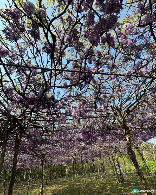 期間限定紫藤花季@台北淡水