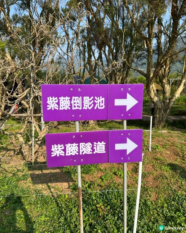 期間限定紫藤花季@台北淡水